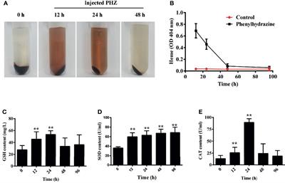 The Oxidative Injury of Extracellular Hemoglobin Is Associated With Reactive Oxygen Species Generation of Grass Carp (Ctenopharyngodon idella)